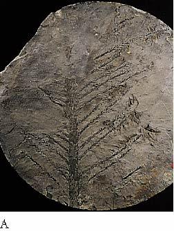 Late Paleozoic Life on Land