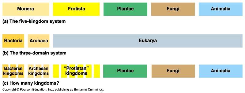 Re-Classifying Life New groupings molecular data challenges 5 Kingdoms Monera