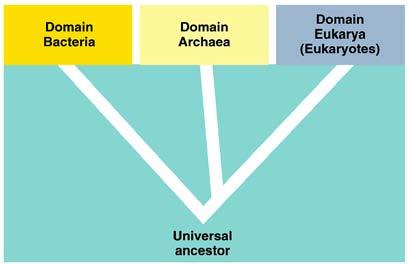 3 Domain system Super Kingdoms Bacteria Archaea