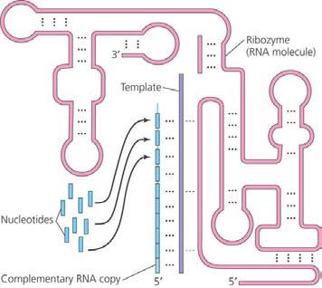RNA world RNA is likely first genetic material multi-functional molecule codes information enzyme functions ribozymes replication regulatory molecule transport molecule Dawn of natural selection Why