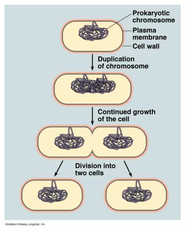 Cell Division in Prokaryotes n Binary fission n The prokaryotic cells DNA is copied