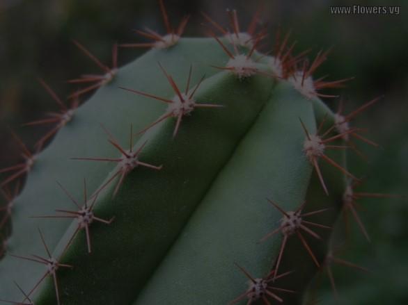 organs 3, 5, 10, or tens of cactus spines arise