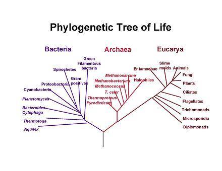 Relationship of MSA to Phylogenetic analysis Phylogenetic analysis once the msa has been found, the number or types of changes in the aligned sequences may be used for a phylogenetic analysis seqa N