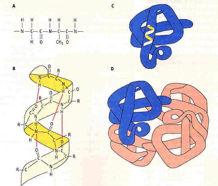 21 Principles of protein structure Tertiary Primary