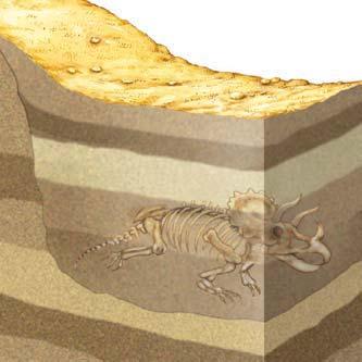 Over time, pressure from additional sediment compresses the body, and minerals slowly replace all hard structures, such as bone.