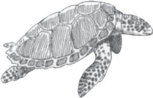 48 Chapter Matrices and Systems of Equations APPLICATION 2 Ecology: Demographics of the Loggerhead Sea Turtle The management and preservation of many wildlife species depends on our ability to model