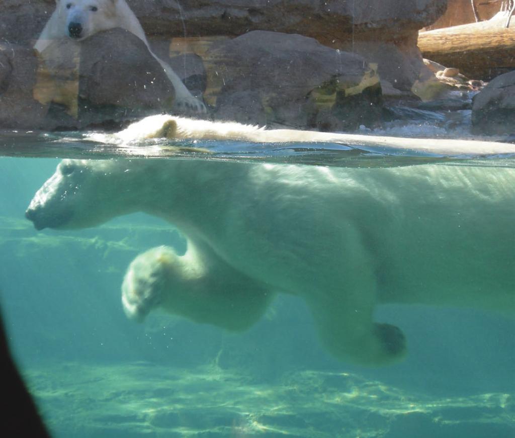 How Polar Bears Keep Cool Polar bears live far away in the Arctic region where it is very cold in the winter.