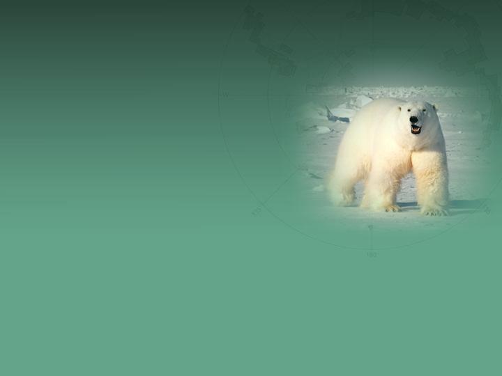 Why polar bears are at risk from sea ice decline Long lived up to 30 yrs Low reproductive rates