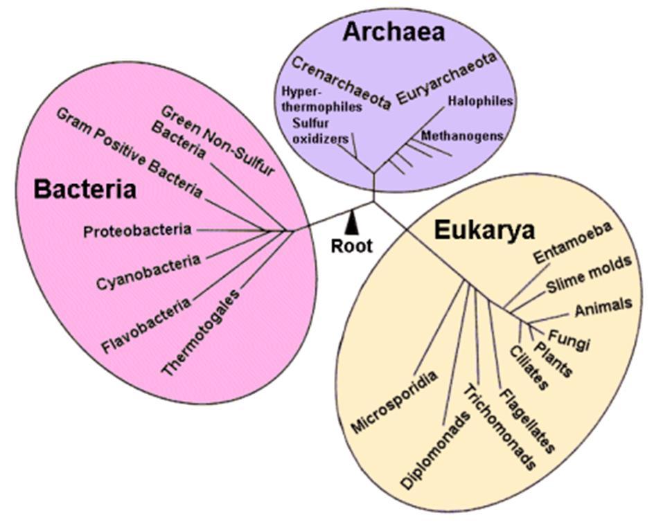 Structural and functional evidence supports the relatedness of all domains.