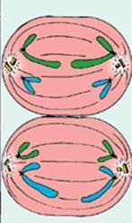 chromosomes meet in the middle of the cell (in a line) Anaphase II The