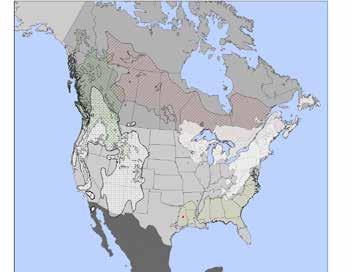 Expansion of mountain pine beetle into novel host Potential host (jack pine) range