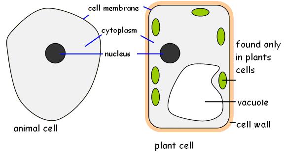 Unit 1 Cell Biology