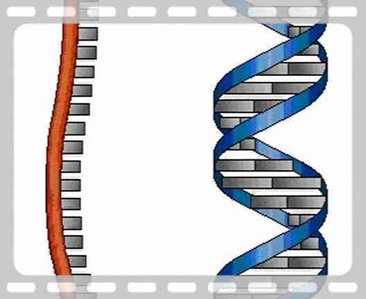 NUCLEIC ACIDS CARBON, HYDROGEN, OXYGEN AND PHOSPHOROUS DNA AND RNA (DEOXYRIBONUCLEIC ACID) (RIBONUCLEIC ACID) DNA IS