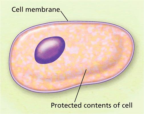 A Selective Barrier The cell membrane protects the contents of