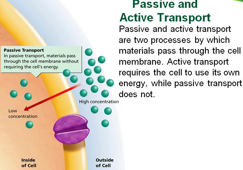 3. ACTIVE TRANSPORT= WHEN CELLS USE ENERGY TO GET SUBSTANCES