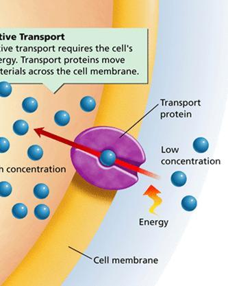 TRANSPORT PROTEINS = PROTEINS THAT PICK UP SUBSTANCES AND