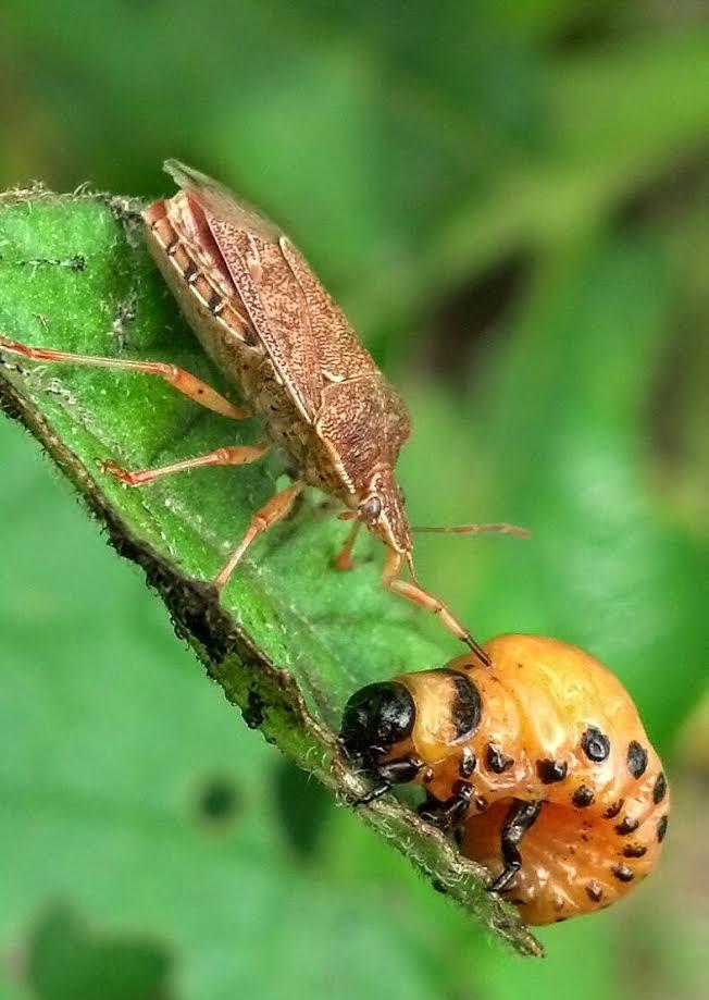 Mexican bean beetle (MBB), tomato looper (Chrysodeixis chalcites) and viburnum leaf beetle (Pyrrhalta viburni).