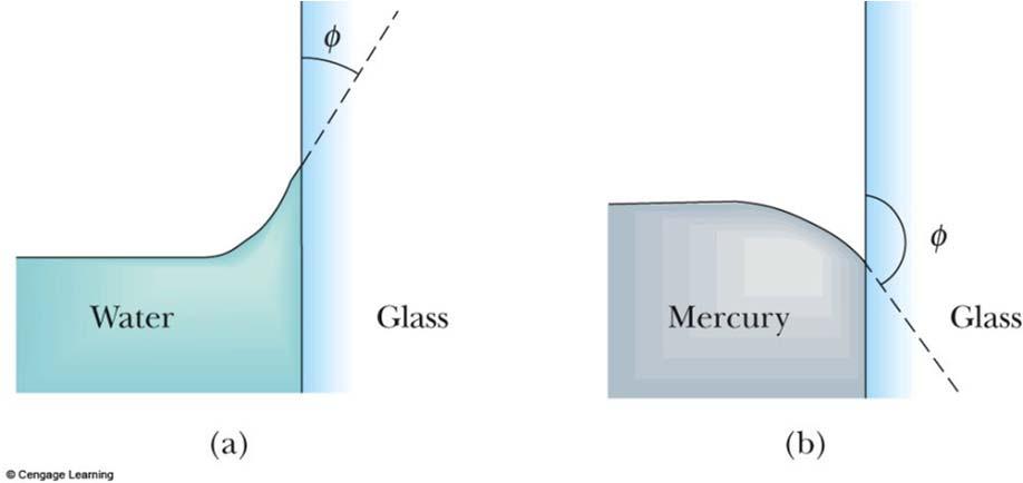 Liquids in Contact with a Solid Surface Case 2 Cohesive forces are greater than