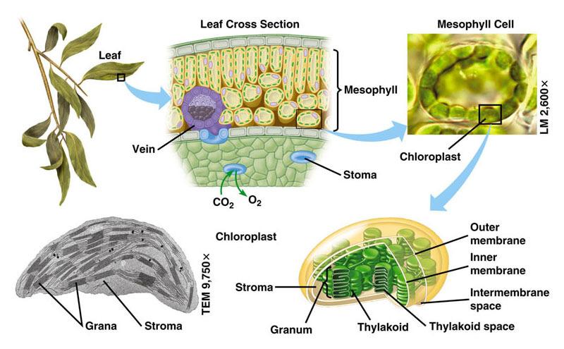Location and structure of chloroplasts Where does photosynthesis occur? A chloroplast contains: Stroma: fluid that fills the chloroplast. Granum, which are stacks of thylakoids.