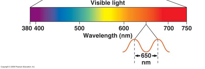 Shorter wavelengths have more energy than longer wavelengths Stage 1: Reactions