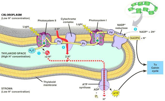 How are electrons replaced in photosystem I, and what is the source of the replacement electrons? 6. Identify the source of oxygen released from the chloroplast during photosynthesis.