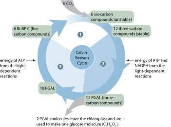 Photosynthesis: Part 2 The Calvin cycle (Light Independent Reactions) This LIGHT INDEPENDENT
