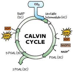 ) and some WATER VAPOUR Note: PGAL also called G3P PGAL (3C) 45 46 Calvin Cycle Each turn of the