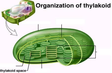 organelles called CHLOROPLASTS yep they re green!
