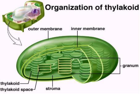 Inner Membrane Thylakoid Membranes (Discs): contain