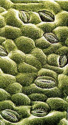 Leaf structure Most chloroplasts are found in a layer of cells at the TOP of a leaf The PALISADE MESOPHYLL LAYER