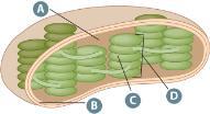 Palisade Mesophyll layer Check Your Understanding: 1. What is chlorophyll? 2.
