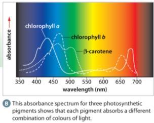 The Absorption Spectrum of Chlorophyll a and Chlorophyll b a
