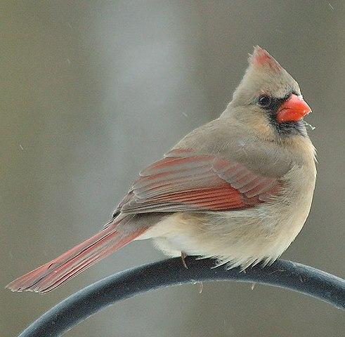 The feathers of male cardinals are