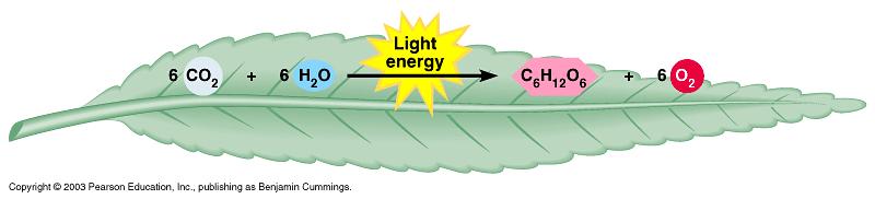 AN OVERVIEW OF PHOTOSYNTHESIS Photosynthesis is the process by which autotrophic organisms use light energy to