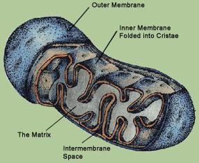 Reading quiz (mitochondrion and chloroplast structure) Draw a LARGE, DETAILED, labeled sketch of a