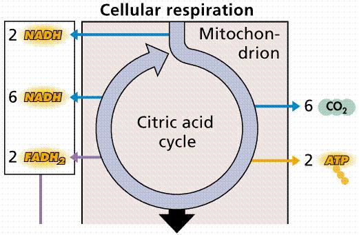 Citric acid (Kreb) cycle Series of reactions that finishes glucose break down to carbon dioxide in the presence of oxygen