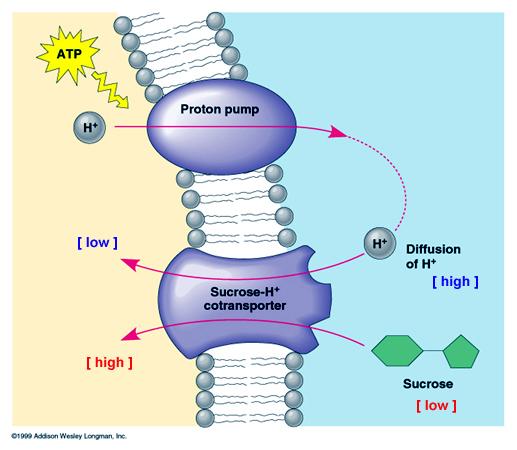 Chapter 36 Proton Pumps Chemiosmosis Transmembrane proton gradient links energy releasing processes to energy consuming processes Produces H+ gradient; Membrane potential Energy from gradient can be