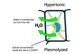 Chapter 36 Water Absorption Plants in a hypertonic environment Solute concentration inside the cell is LOWER Water leaves the cell the plant cell becomes plasmolyzed