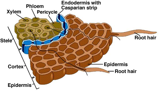 xylem and phloem Water taken up by epidermis Roots hairs/mycorrhizae increase surface area Phloem hydrostatic pressure forces sap to the opposite end of the tube Xylem