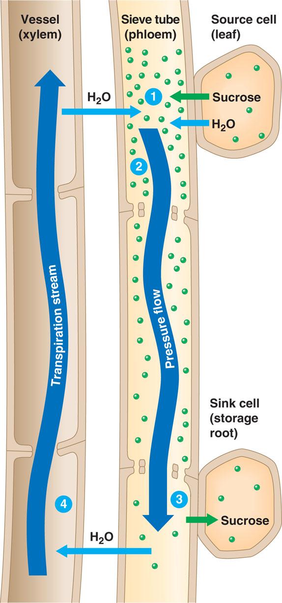 Chapter 36 Transport of Nutrients in Phloem Translocation the transport of nutrients through the phloem Sieve tube members specialized cells that function in translocation (arranged to form long