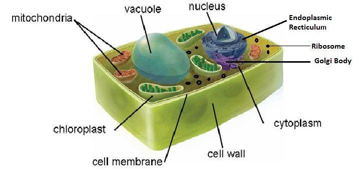 1 Name: Cell Organelles Tutorial TEK 7.