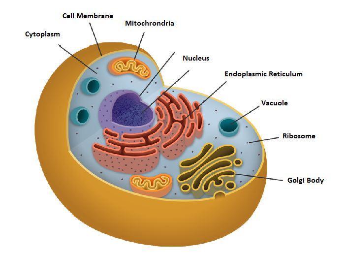 organelles, including cell membrane, cell wall, nucleus, cytoplasm, mitochondrion,