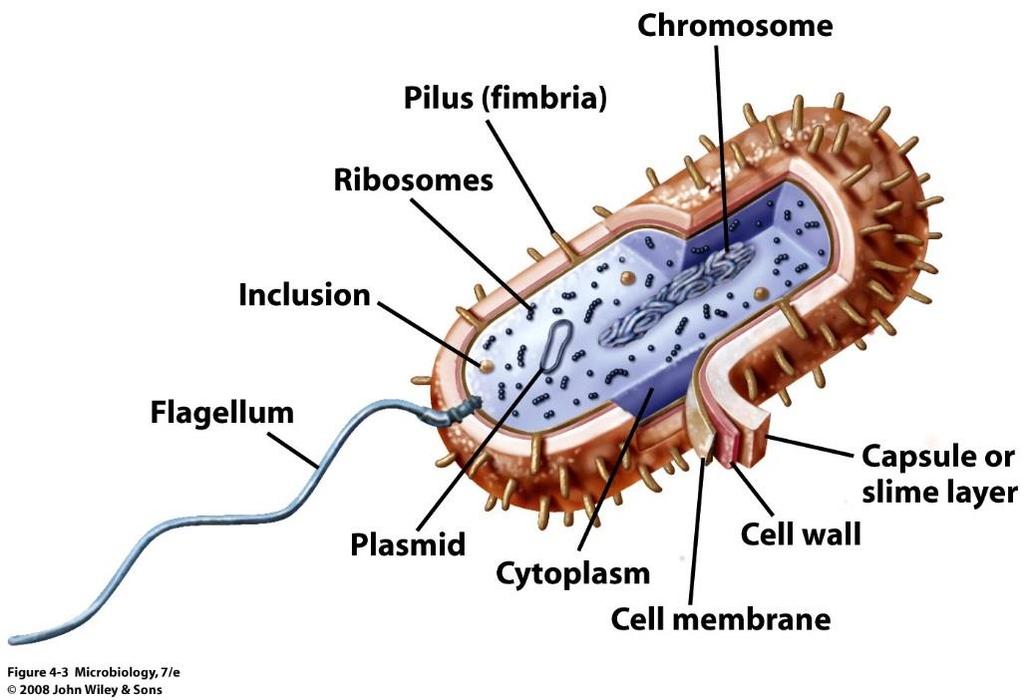 Components found in all cells Ribosomes Float freely in the cytoplasm of