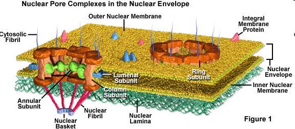 Nuclear Envelope double