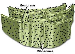 Components found only in Eukaryotic Cells Rough Endoplasmic Reticulum (ER) Folded membrane