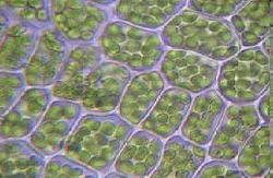 Cell Walls Tough, rigid wall around cell membrane Most prokaryotes Eukaryotes: plants, algae and fungi only Functions: