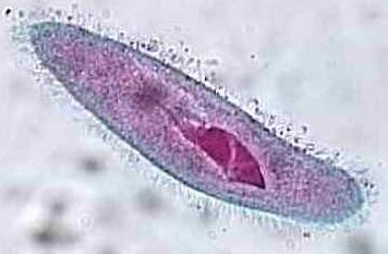 too (like those lining the respiratory tract) Pili (prokaryotes only) also known as fimbria