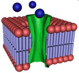 pores that enable water and very small ions to pass