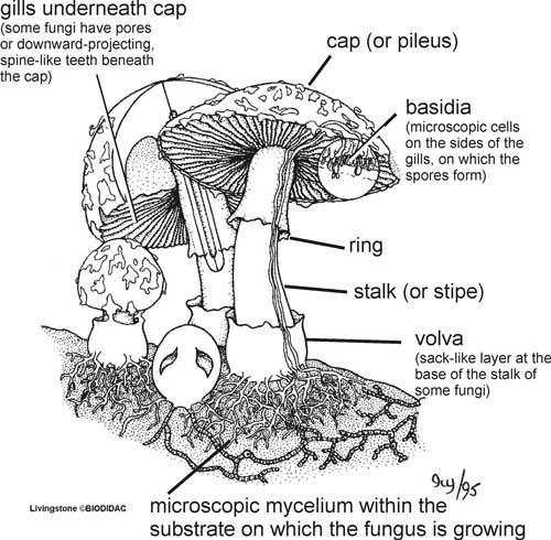 mushroom included for reference only in the context of fungal