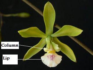 pollen. This ensures that the plant is self fertilised (autogamous) so as to ensure its survival. In other parts of the world, the cockle-shell orchid commonly has only one anther.